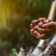The Hidden Dangers of Palm Oil in Your Soap.