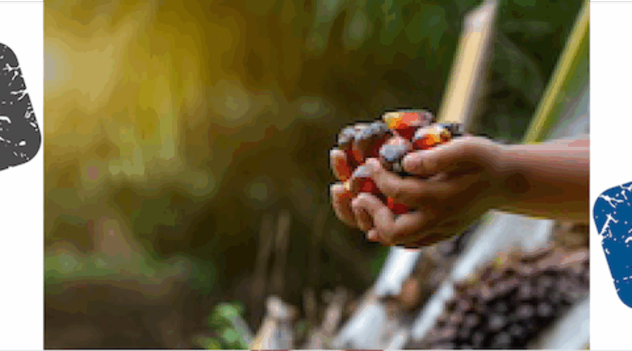 The Hidden Dangers of Palm Oil in Your Soap.
